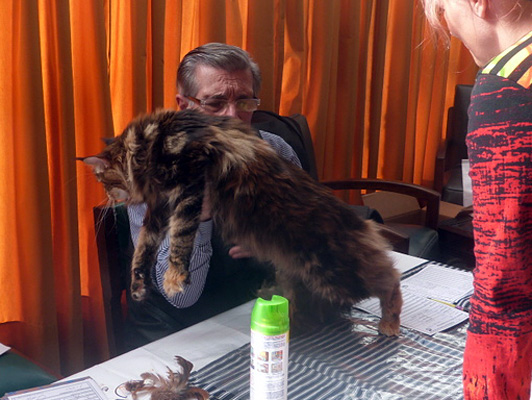 The cattery's cats at the Colonia show, 2015