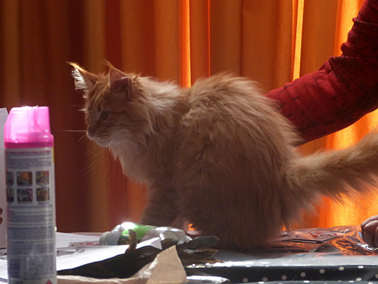 The cattery's cats at the Colonia show, 2015