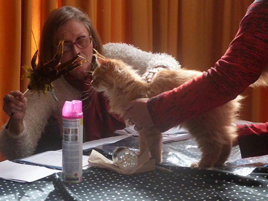 The cattery's cats at the Colonia show, 2015