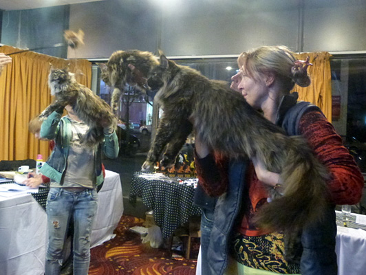 The cattery's cats at the Colonia show, 2015