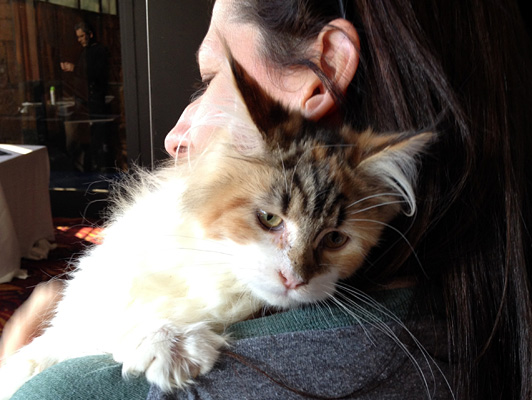 The cattery's cats at the Colonia show, 2015