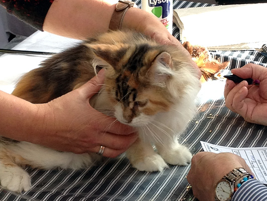 The cattery's cats at the Colonia show, 2015