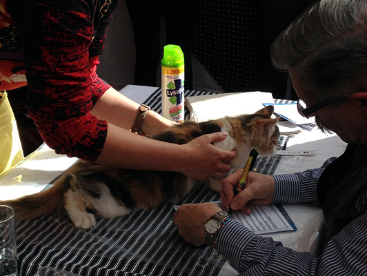 The cattery's cats at the Colonia show, 2015