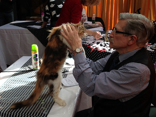 The cattery's cats at the Colonia show, 2015