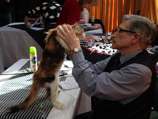 The cattery's cats at the Colonia show, 2015