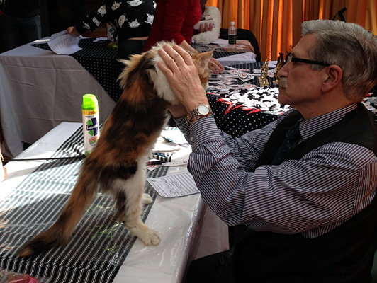The cattery's cats at the Colonia show, 2015