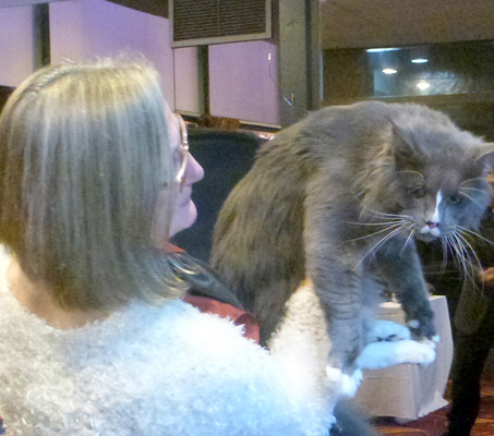 The cattery's cats at the Colonia show, 2015