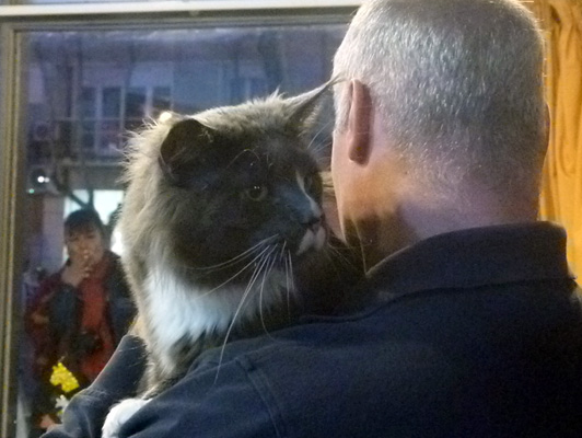 The cattery's cats at the Colonia show, 2015