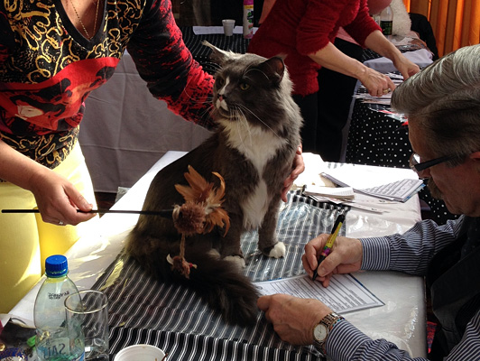 The cattery's cats at the Colonia show, 2015