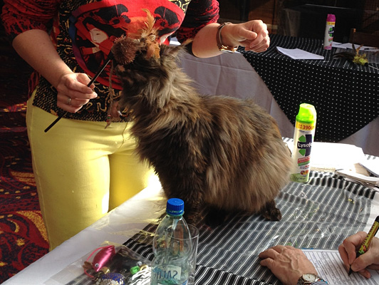 The cattery's cats at the Colonia show, 2015
