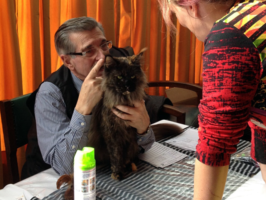 The cattery's cats at the Colonia show, 2015