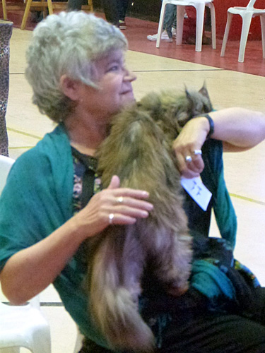 The cattery's cats at the Mar del Plata show, 2015