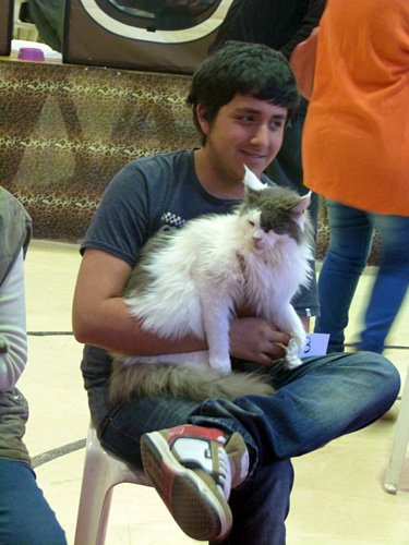 The cattery's cats at the Mar del Plata show, 2015