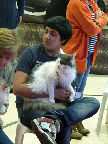 The cattery's cats at the Mar del Plata show, 2015