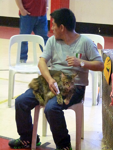 The cattery's cats at the Mar del Plata show, 2015