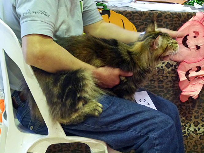 The cattery's cats at the Mar del Plata show, 2015