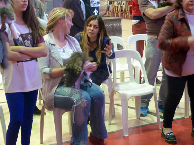 The cattery's cats at the Mar del Plata show, 2015