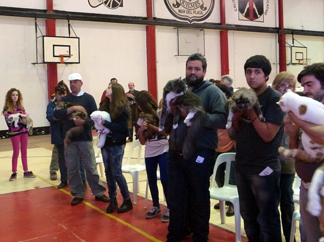 The cattery's cats at the Mar del Plata show, 2015