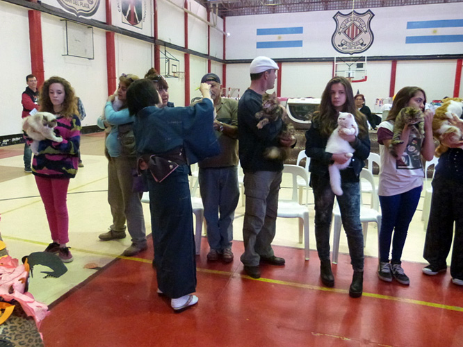 The cattery's cats at the Mar del Plata show, 2015