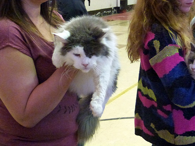 The cattery's cats at the Mar del Plata show, 2015