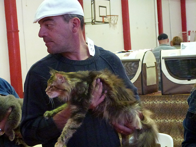 The cattery's cats at the Mar del Plata show, 2015