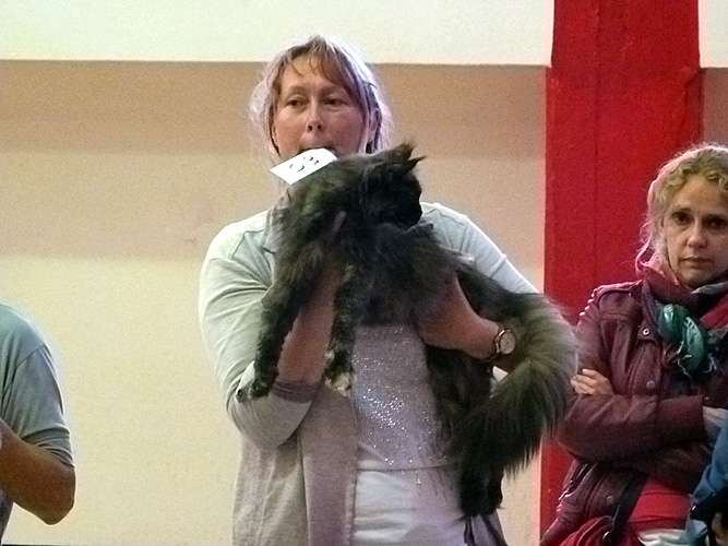 The cattery's cats at the Mar del Plata show, 2015