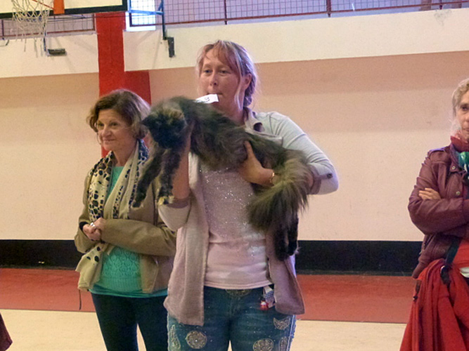 The cattery's cats at the Mar del Plata show, 2015