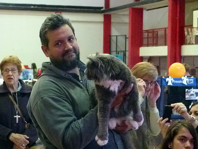 The cattery's cats at the Mar del Plata show, 2015