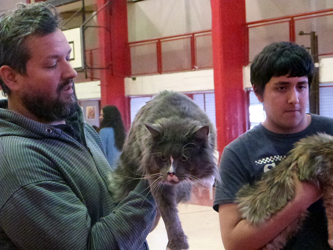 The cattery's cats at the Mar del Plata show, 2015