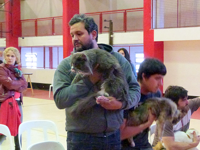 The cattery's cats at the Mar del Plata show, 2015