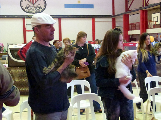 The cattery's cats at the Mar del Plata show, 2015