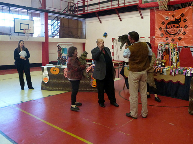 The cattery's cats at the Mar del Plata show, 2015