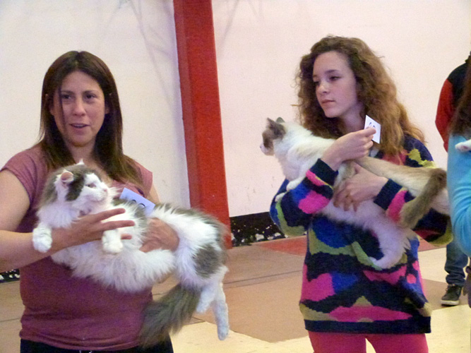 The cattery's cats at the Mar del Plata show, 2015