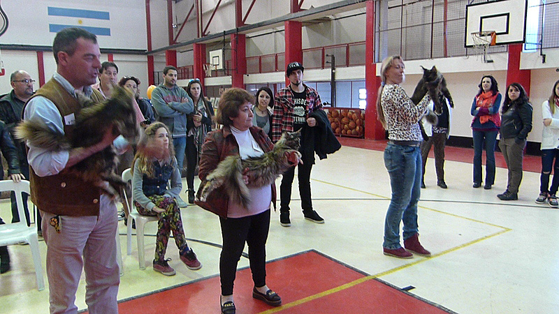 The cattery's cats at the Mar del Plata show, 2015