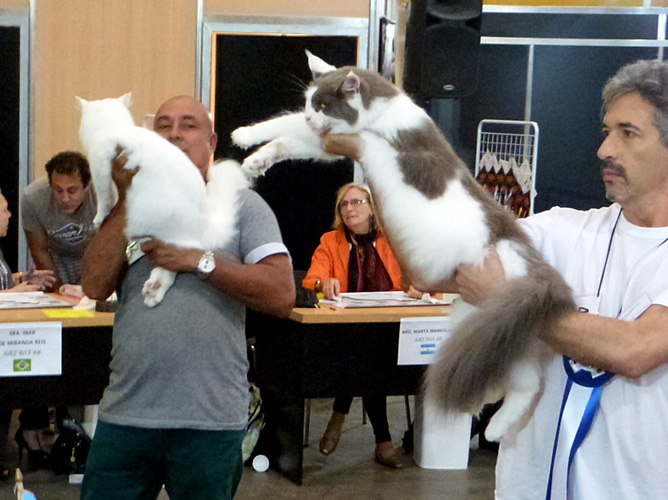 The cattery's cats at the Buenos Aires show, 2016