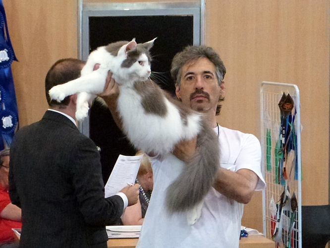 The cattery's cats at the Buenos Aires show, 2016