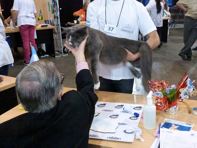 The cattery's cats at the Buenos Aires show, 2016