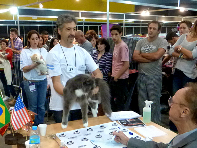 The cattery's cats at the Buenos Aires show, 2016