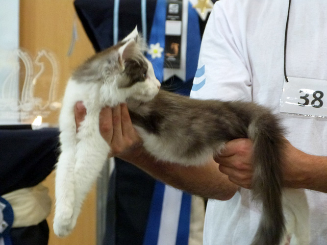The cattery's cats at the Buenos Aires show, 2016