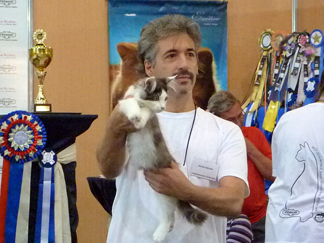 The cattery's cats at the Buenos Aires show, 2016