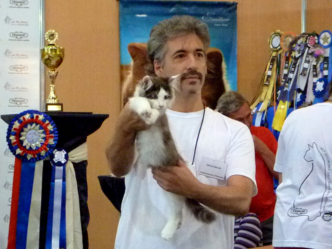 The cattery's cats at the Buenos Aires show, 2016