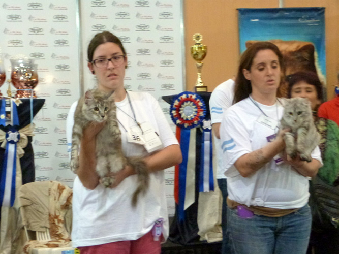 The cattery's cats at the Buenos Aires show, 2016