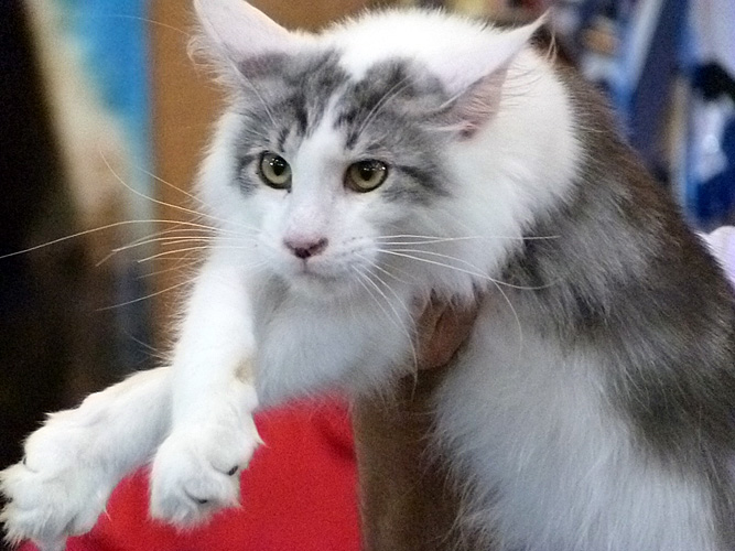 The cattery's cats at the Buenos Aires show, 2016