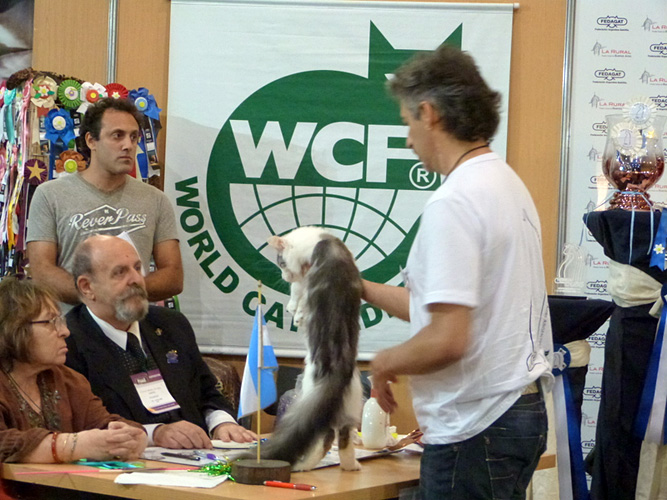 The cattery's cats at the Buenos Aires show, 2016