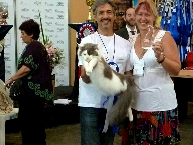 The cattery's cats at the Buenos Aires show, 2016
