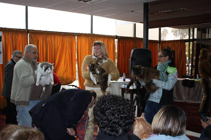 JustCoons Killer Queen at the Colonia show, 2016