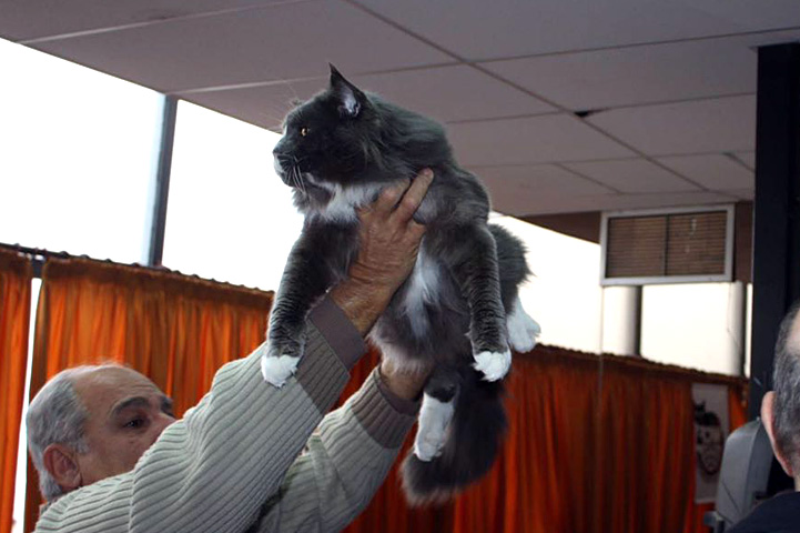 JustCoons Pas de Deux at the Colonia show, 2016