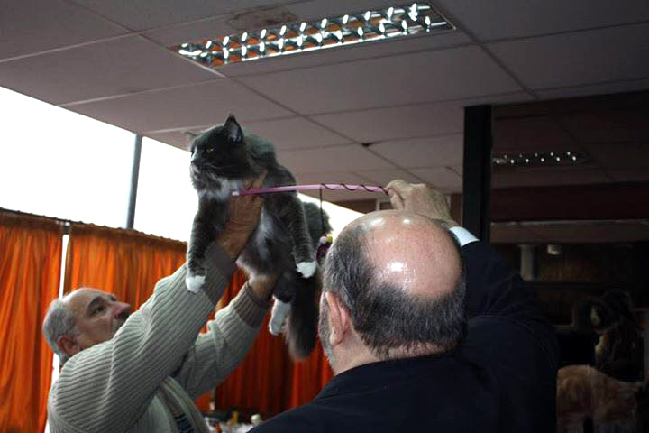 JustCoons Pas de Deux at the Colonia show, 2016