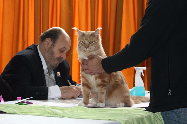 Luciernagas Sunny at the Colonia show, 2016