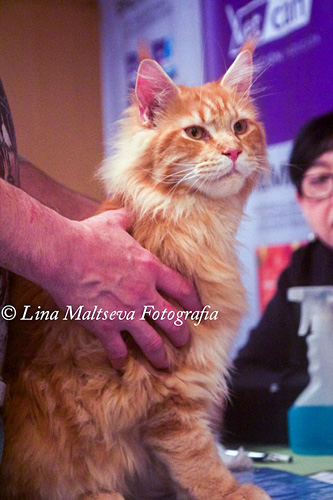 Luciernagas Ballazzo at the Montevideo show, 2017